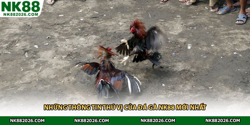 Những thông tin thú vị của đá gà NK88 mới nhất